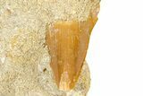 Otodus Shark Tooth Fossil in Rock - Morocco #376178-1